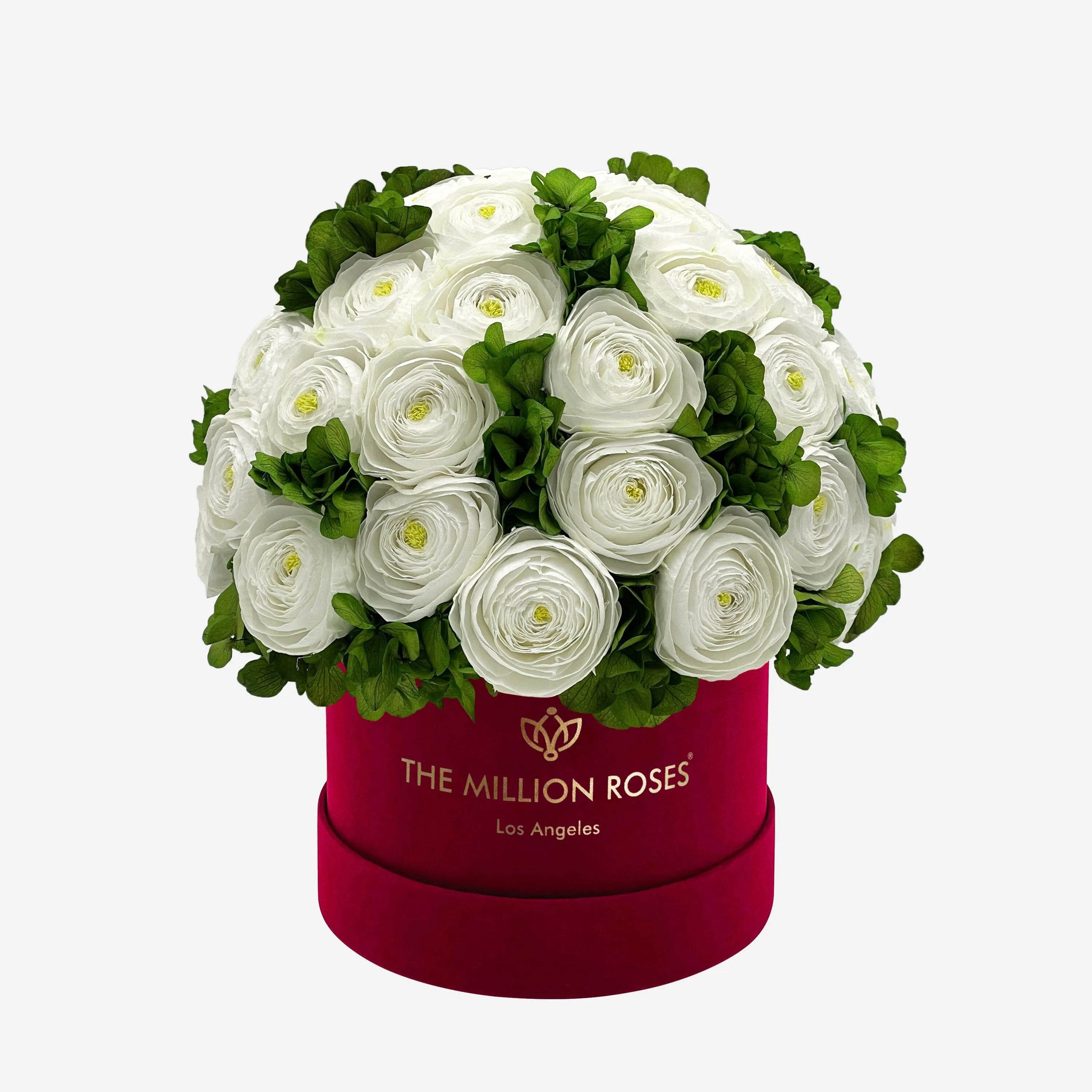 Classic Bordeaux Suede Box | White Persian Buttercups & Green Hydrangeas